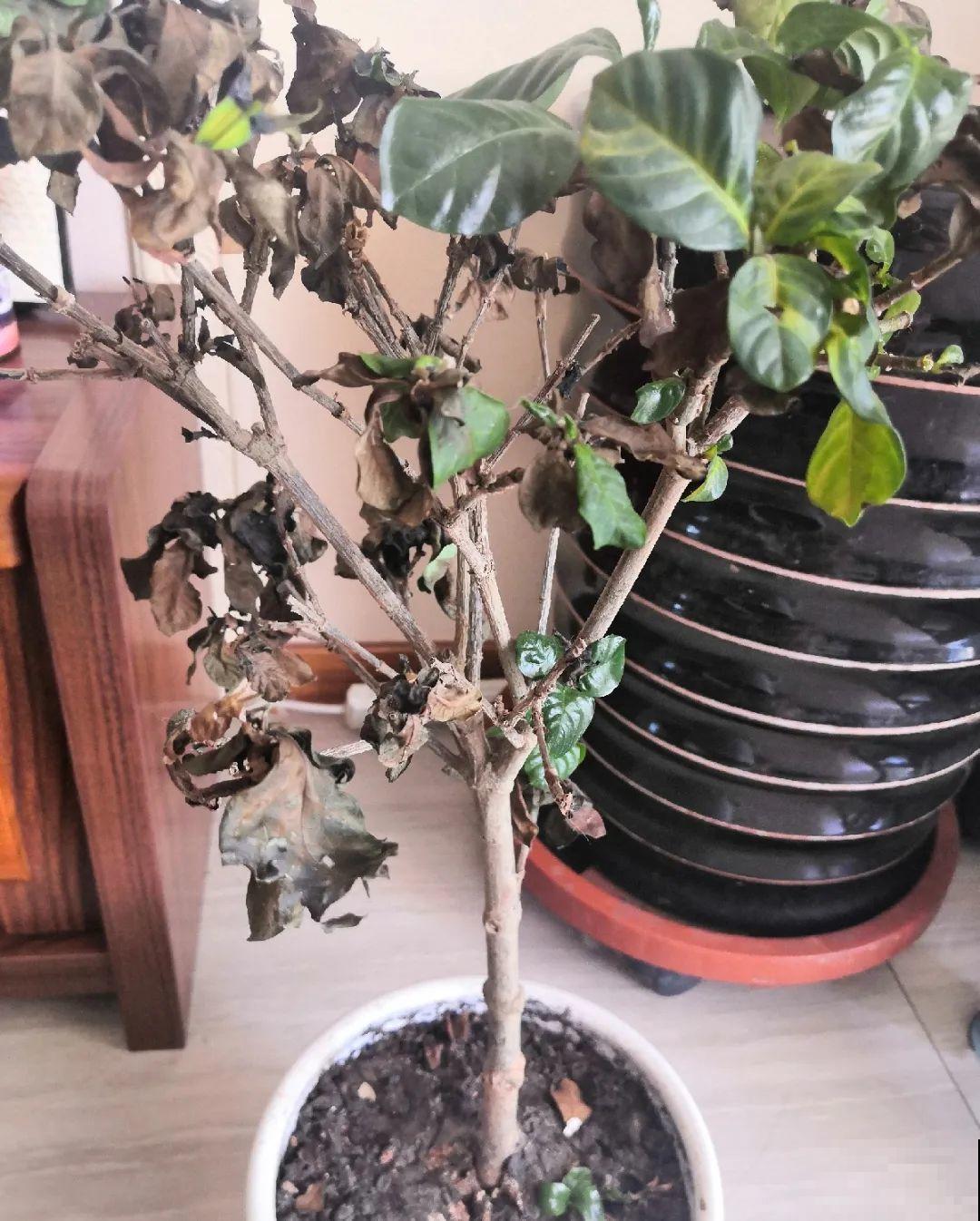 你扔的花，我捡回家，半个月起死回生！