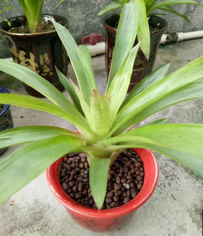 花市这种花是一次性的,开完花就死,可以扔掉了! 花市这种花是一次性的,开完花就死,可以扔掉了!