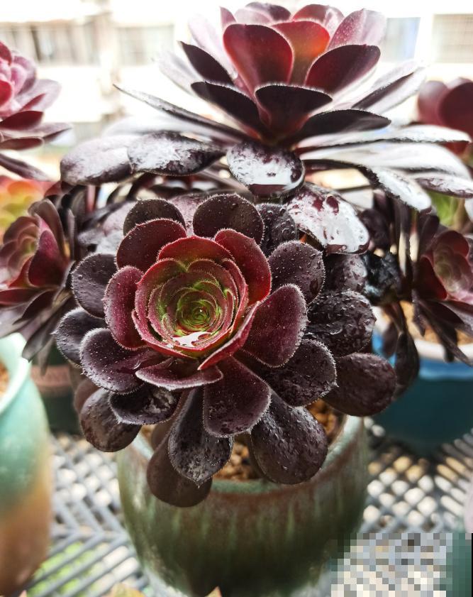 又到了法师最美的季节,个头大、颜色艳,比盆景都好看! 又到了法师最美的季节,个头大、颜色艳,比盆景都好看!