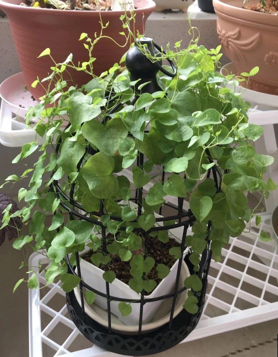 1米7的天竺葵，开花成瀑布，太震撼了