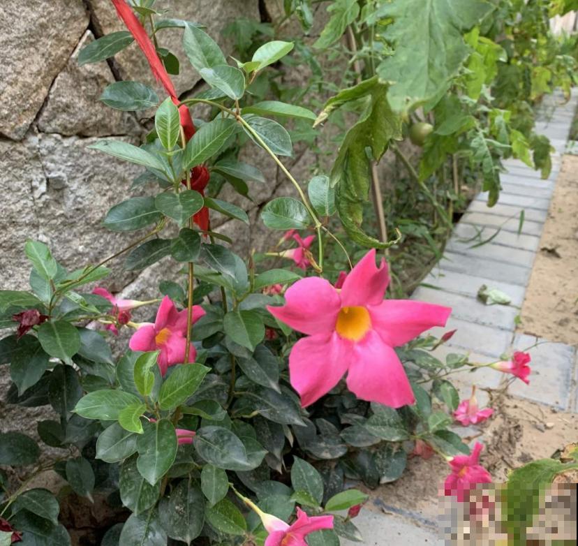 “开花机器”双腺藤,好看还爱爬墙,一年四季开花不停! “开花机器”双腺藤,好看还爱爬墙,一年四季开花不停!