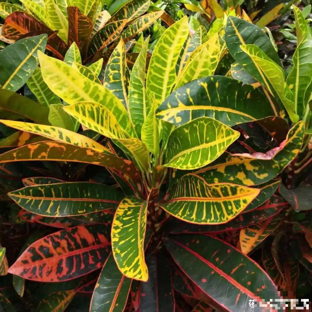 新买一盆花,叶子五颜六色,真怀疑它是不是喷药了? 新买一盆花,叶子五颜六色,真怀疑它是不是喷药了?