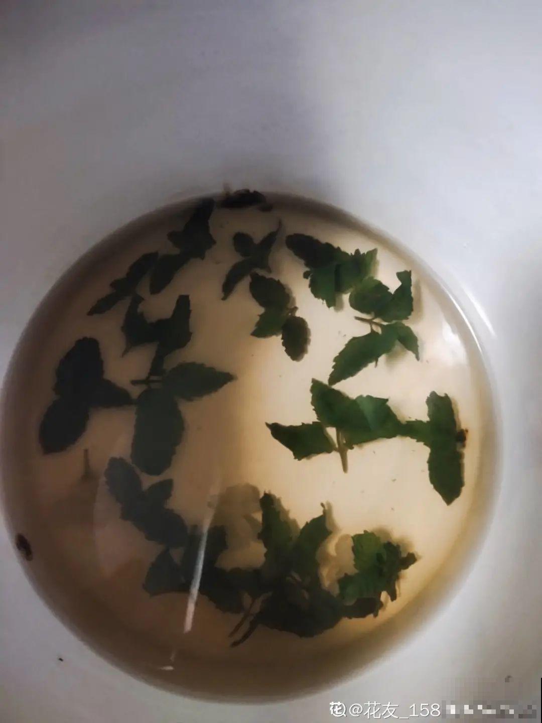 9种花最适合养厨房,去腻吸油烟,香味满屋子! 9种花最适合养厨房,去腻吸油烟,香味满屋子!