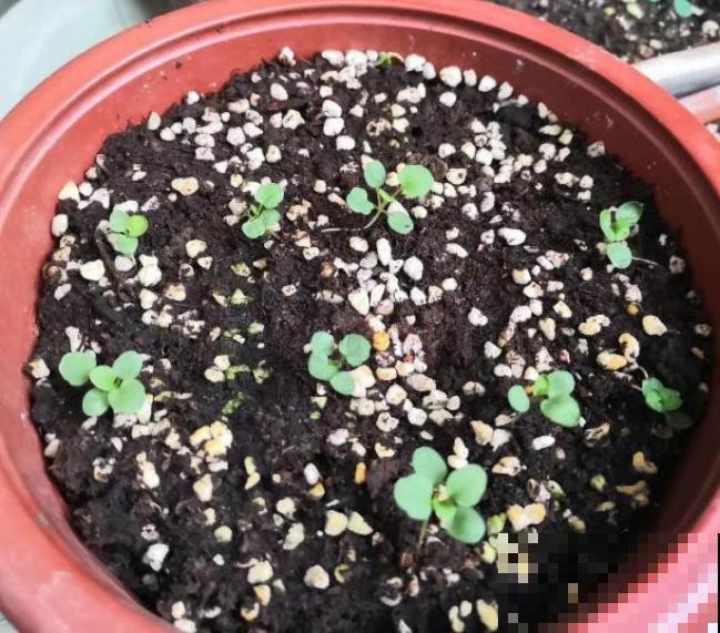 现在是播种最佳时期,种多少活多少,从秋开到春! 现在是播种最佳时期,种多少活多少,从秋开到春!