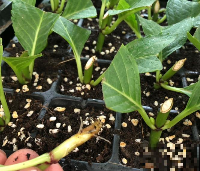 扦插最佳时期到了,有这花赶紧插,沾土就能活! 扦插最佳时期到了,有这花赶紧插,沾土就能活!