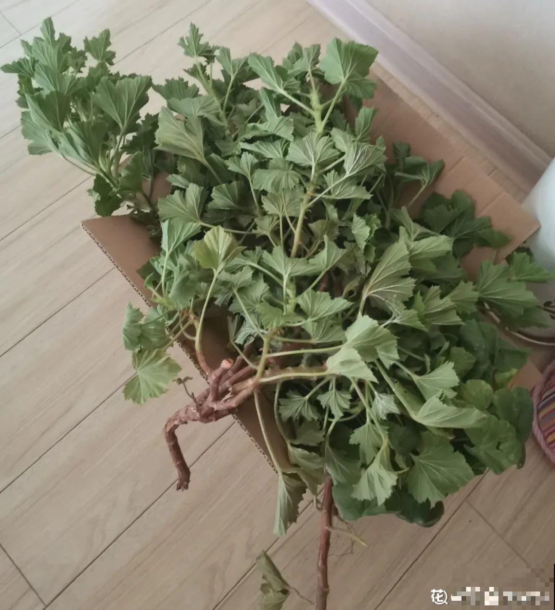 你扔的花,我捡回家,半个月起死回生! 你扔的花,我捡回家,半个月起死回生!