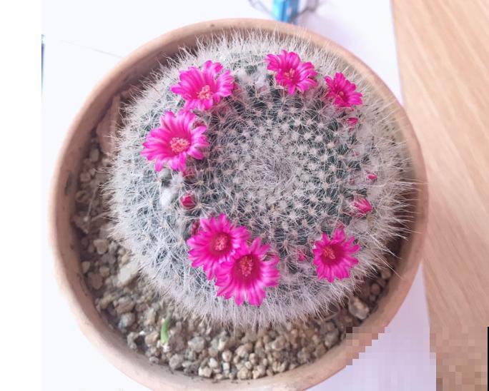 养这5种可爱绿植,毛茸茸的,绿植界萌宠担当! 养这5种可爱绿植,毛茸茸的,绿植界萌宠担当!