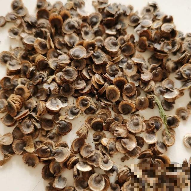 花开完别剪,再等15天,能收上千粒种子! 花开完别剪,再等15天,能收上千粒种子!