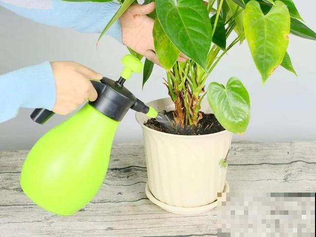 4种养花夺命水，秋天不要浇，一浇花就死！