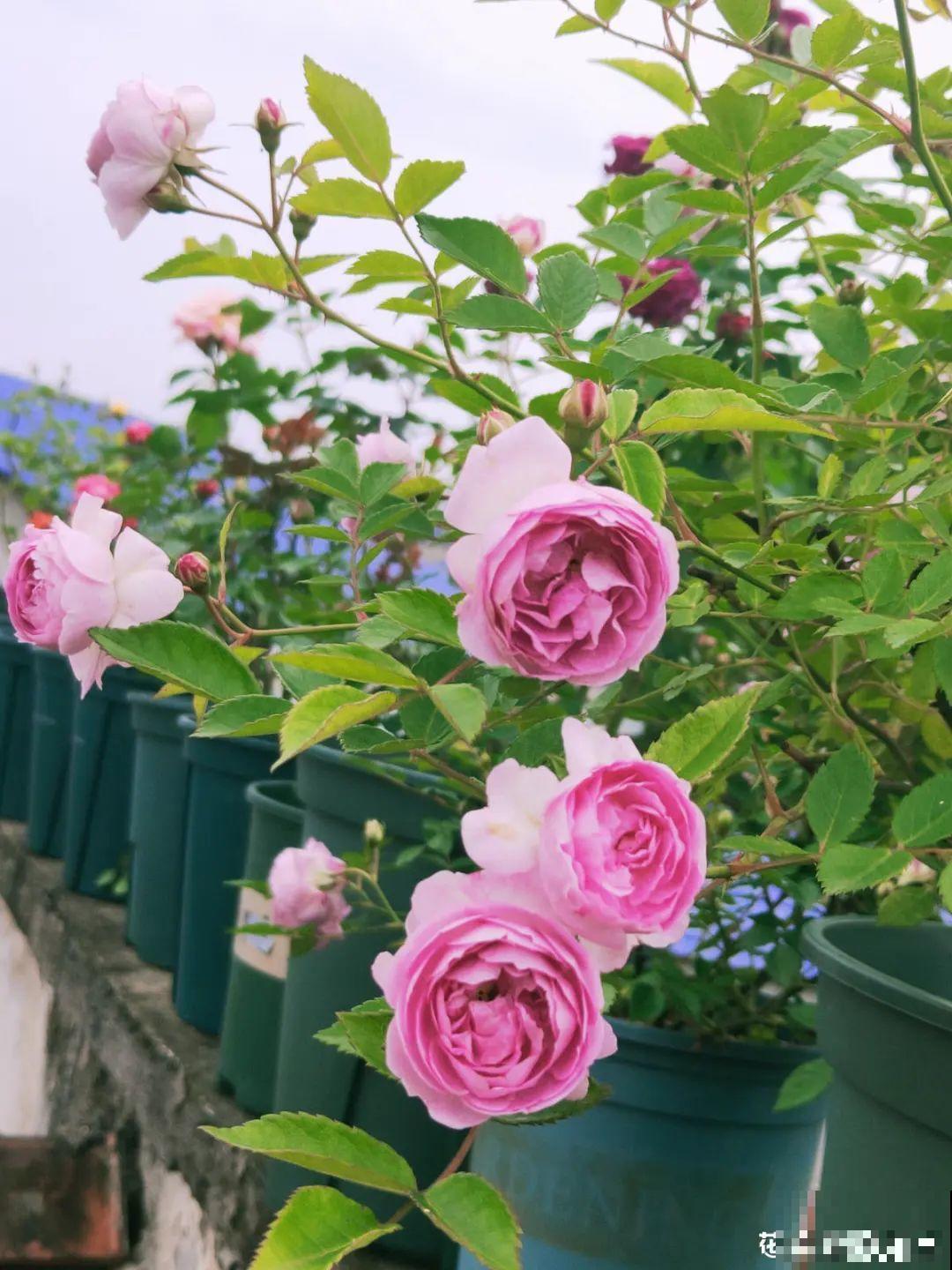 她在屋檐上养花，每天爬上爬下，乐在其中！