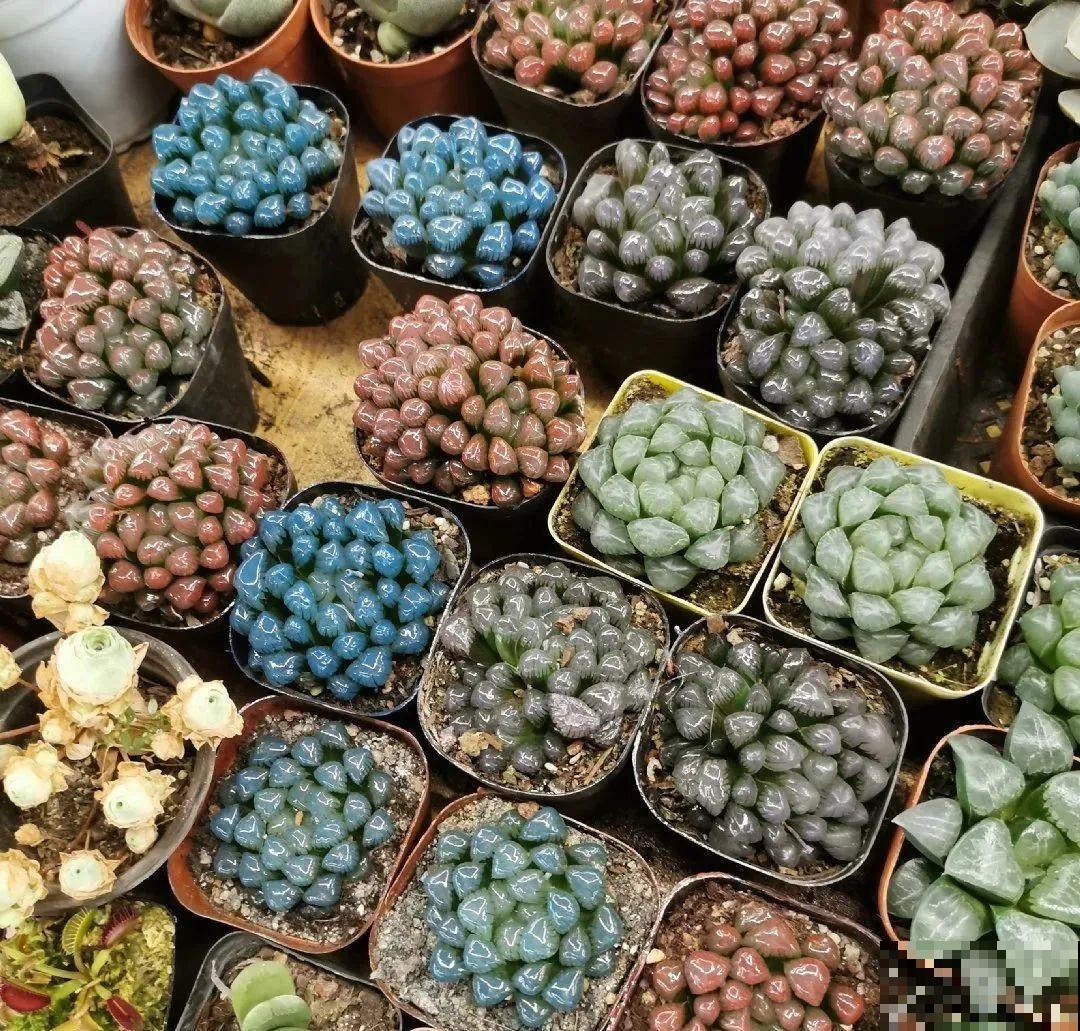 花盆里插朵花,装成天堂鸟,谁买谁上当 花盆里插朵花,装成天堂鸟,谁买谁上当