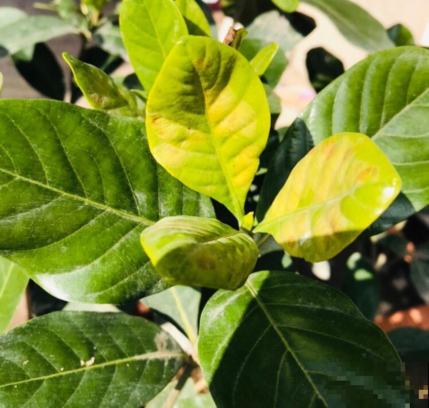 花盆里浇水加1种“料”，黄叶立马翠绿油亮，花越长越旺