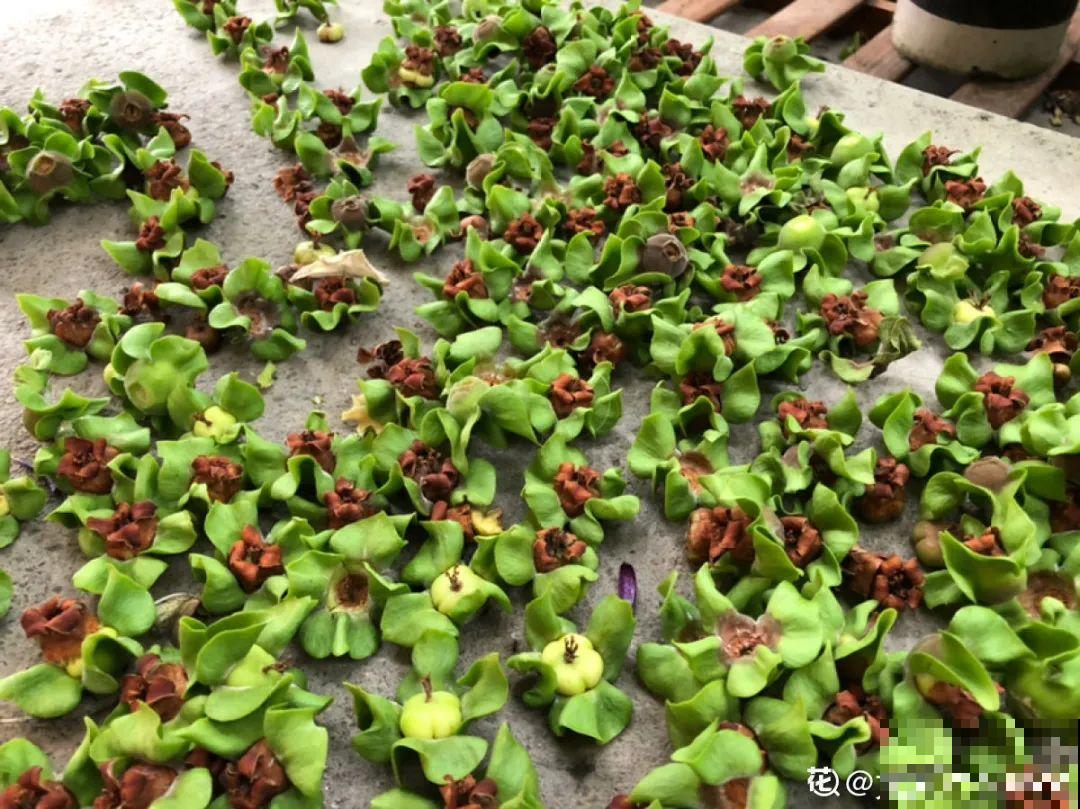 院子里种棵守家果树,镇宅风水好,旺人旺家 院子里种棵守家果树,镇宅风水好,旺人旺家