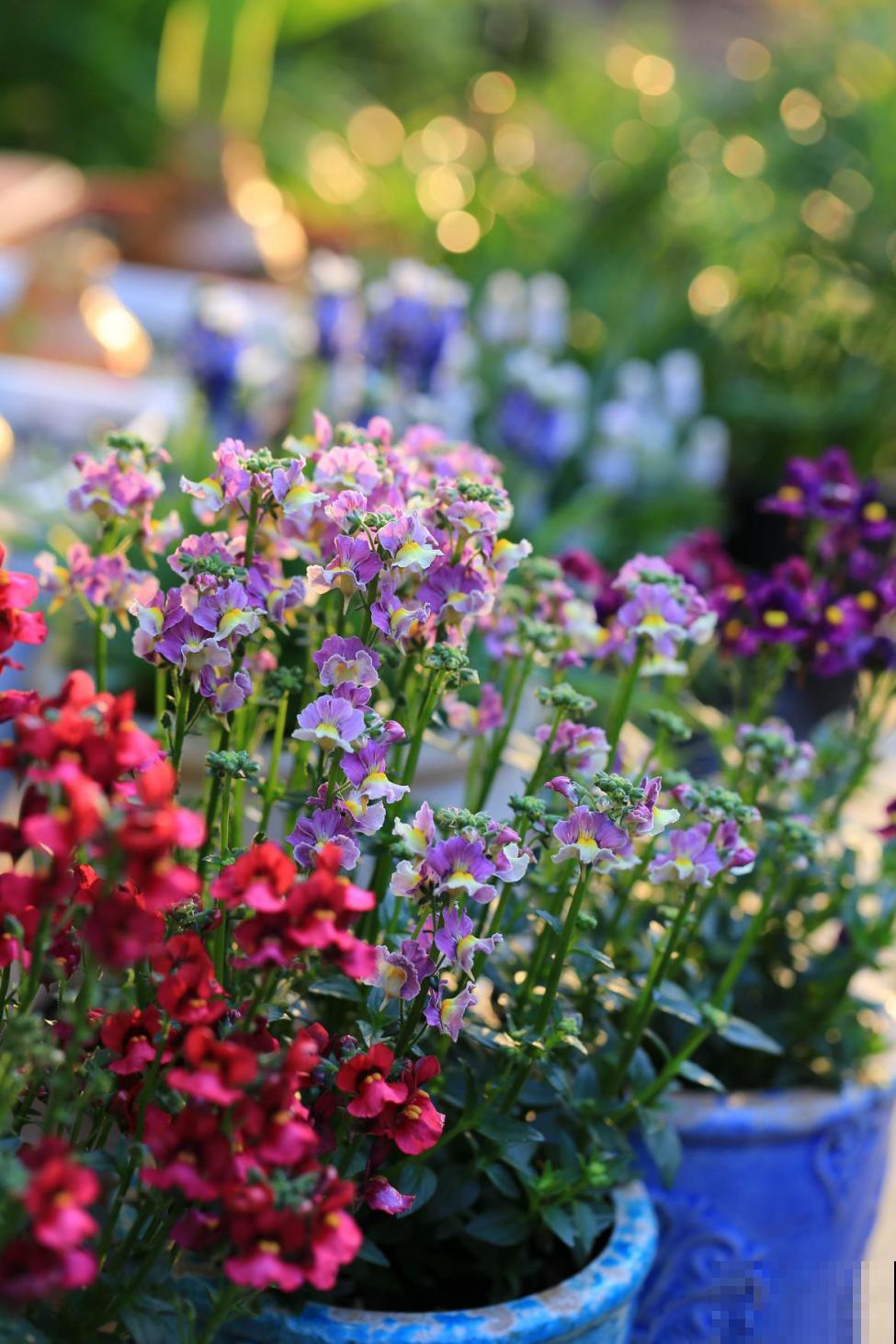 阳台新宠龙面花,花量超大颜色多,四季都开不停! 阳台新宠龙面花,花量超大颜色多,四季都开不停!