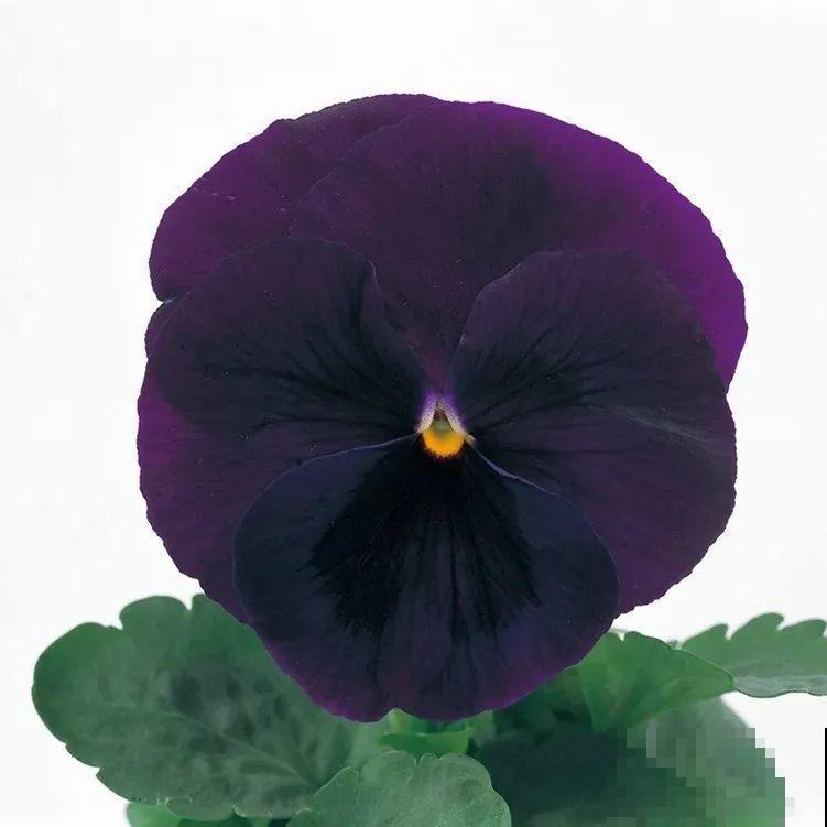 三色堇简直是开花机器,一盆能开3个色,阳台开出花彩虹! 三色堇简直是开花机器,一盆能开3个色,阳台开出花彩虹!