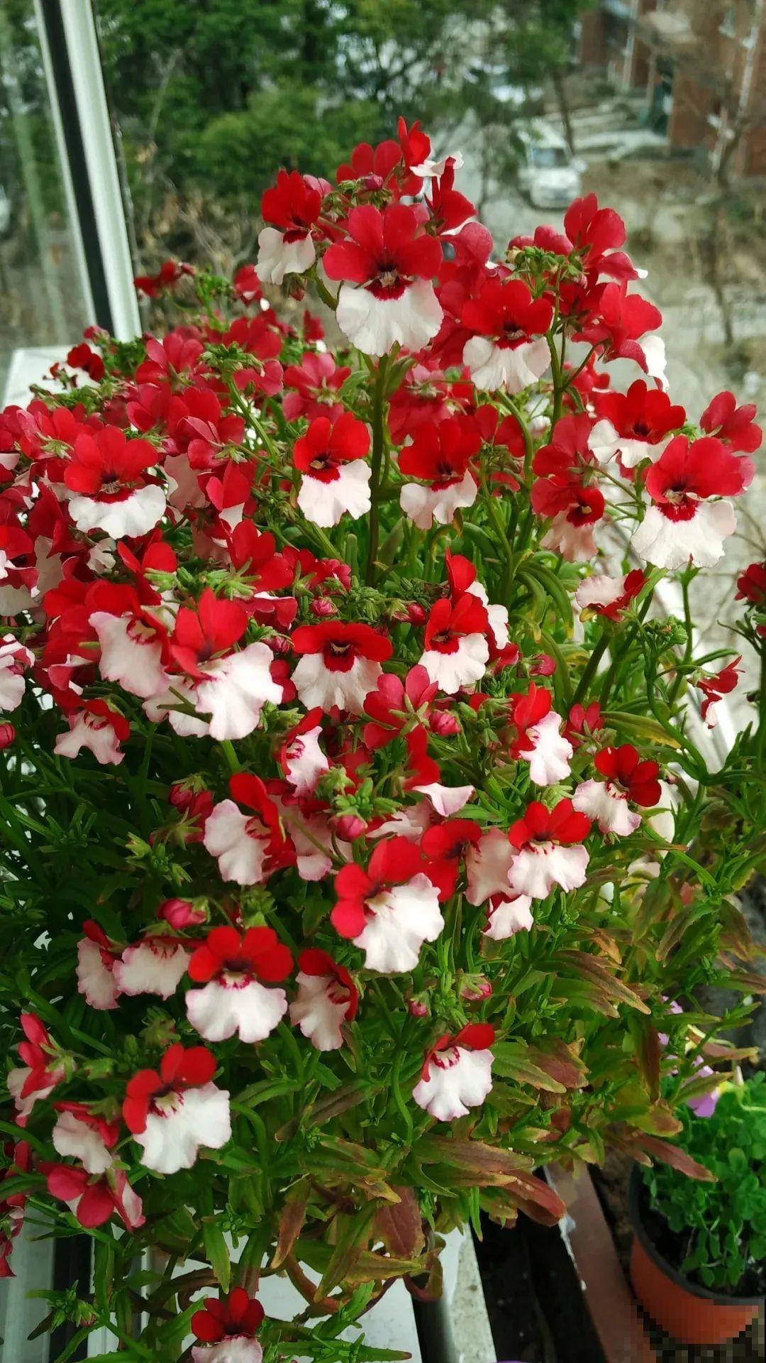 阳台新宠龙面花,花量超大颜色多,四季都开不停! 阳台新宠龙面花,花量超大颜色多,四季都开不停!