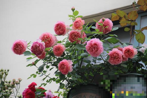 10种月季枝条太软，大家都说垂头，结果吊起来养超惊艳！