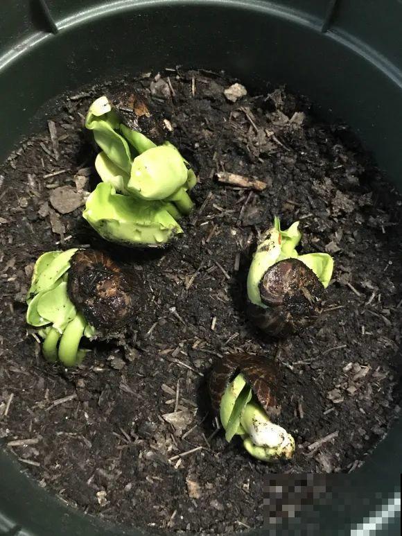 种花赚钱？要是有块地，真的发财了！