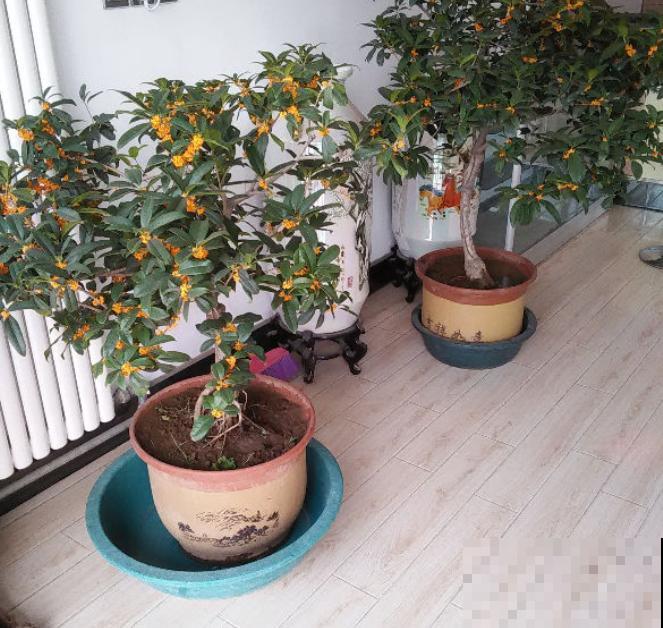 家里有这4种花，现在千万别修剪，剪了就不开花了！