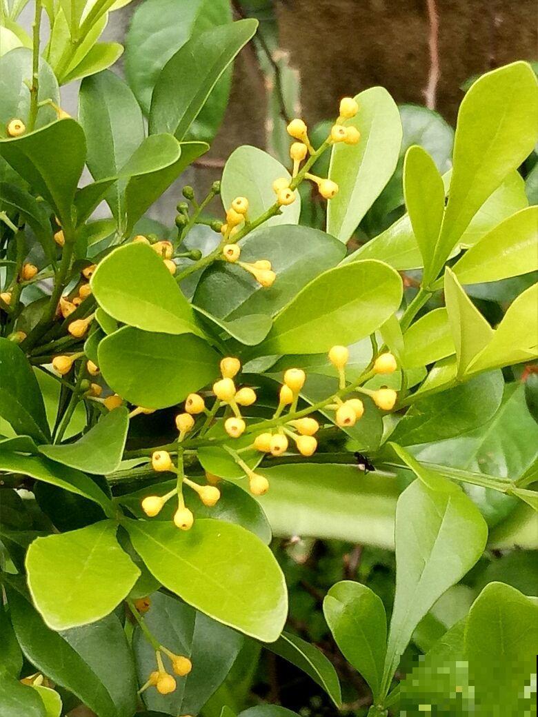 家里养桂花,初秋不要修剪,花芽都被剪没了 家里养桂花,初秋不要修剪,花芽都被剪没了