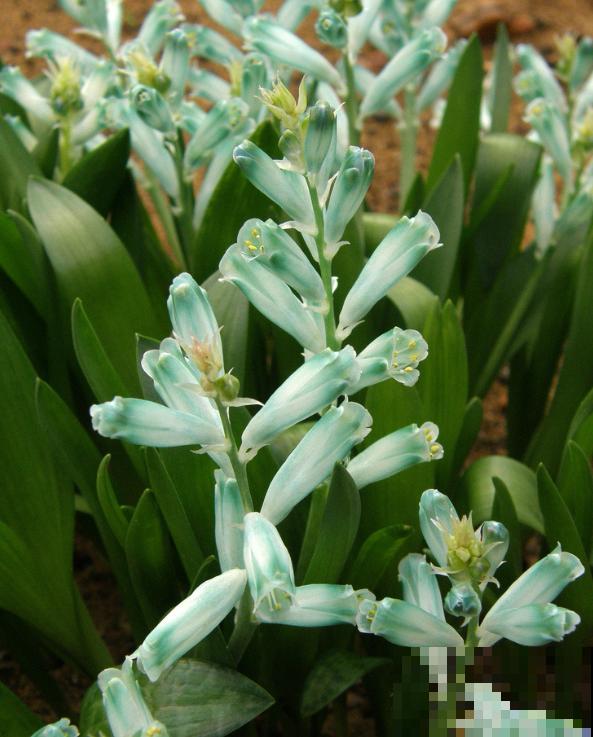 9种罕见又美妙的植物,你要认识一种,我都承认你厉害! 9种罕见又美妙的植物,你要认识一种,我都承认你厉害!