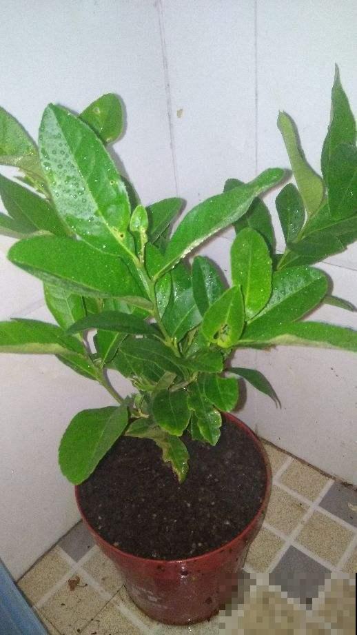 盆栽柠檬总发蔫儿？教你5招，叶子绿油油，果儿满枝头！