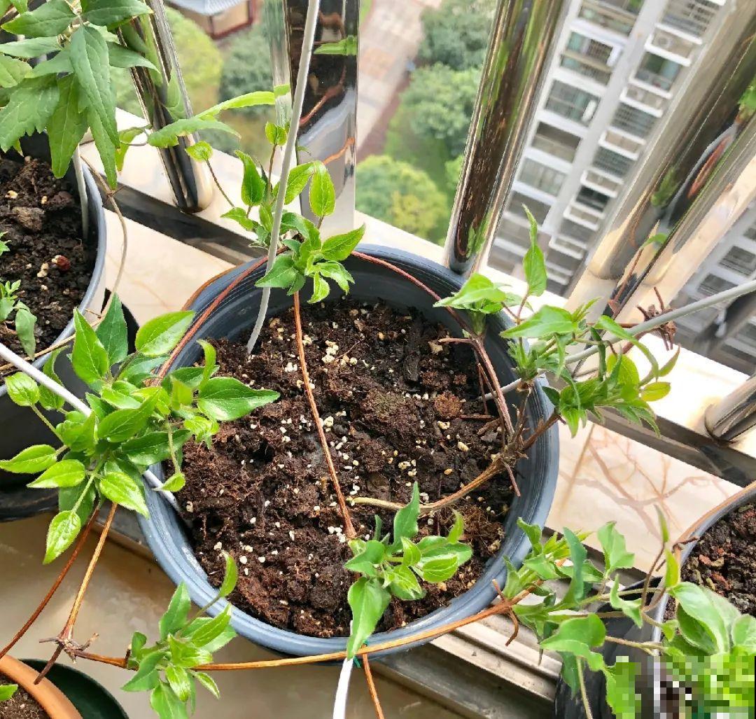 长寿花睡了一个夏天，终于要睡醒了，抓紧修剪才能继续旺长