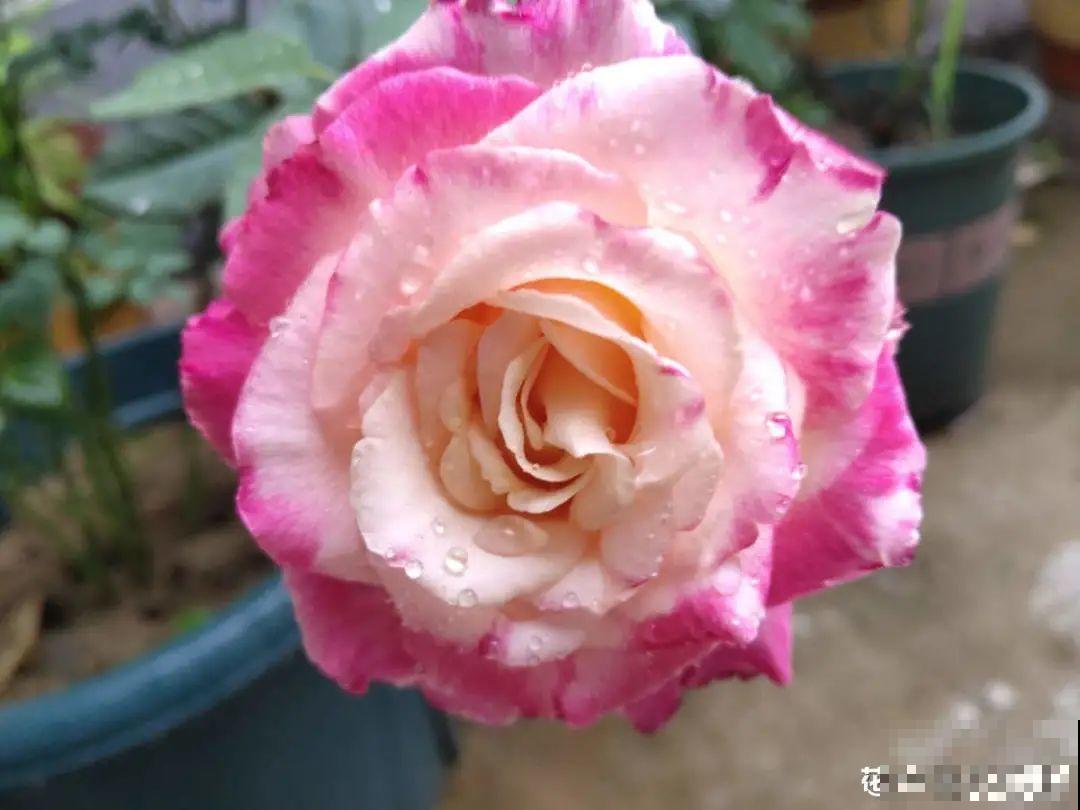 11种花,下个月就开花,现在养护是关键! 11种花,下个月就开花,现在养护是关键!