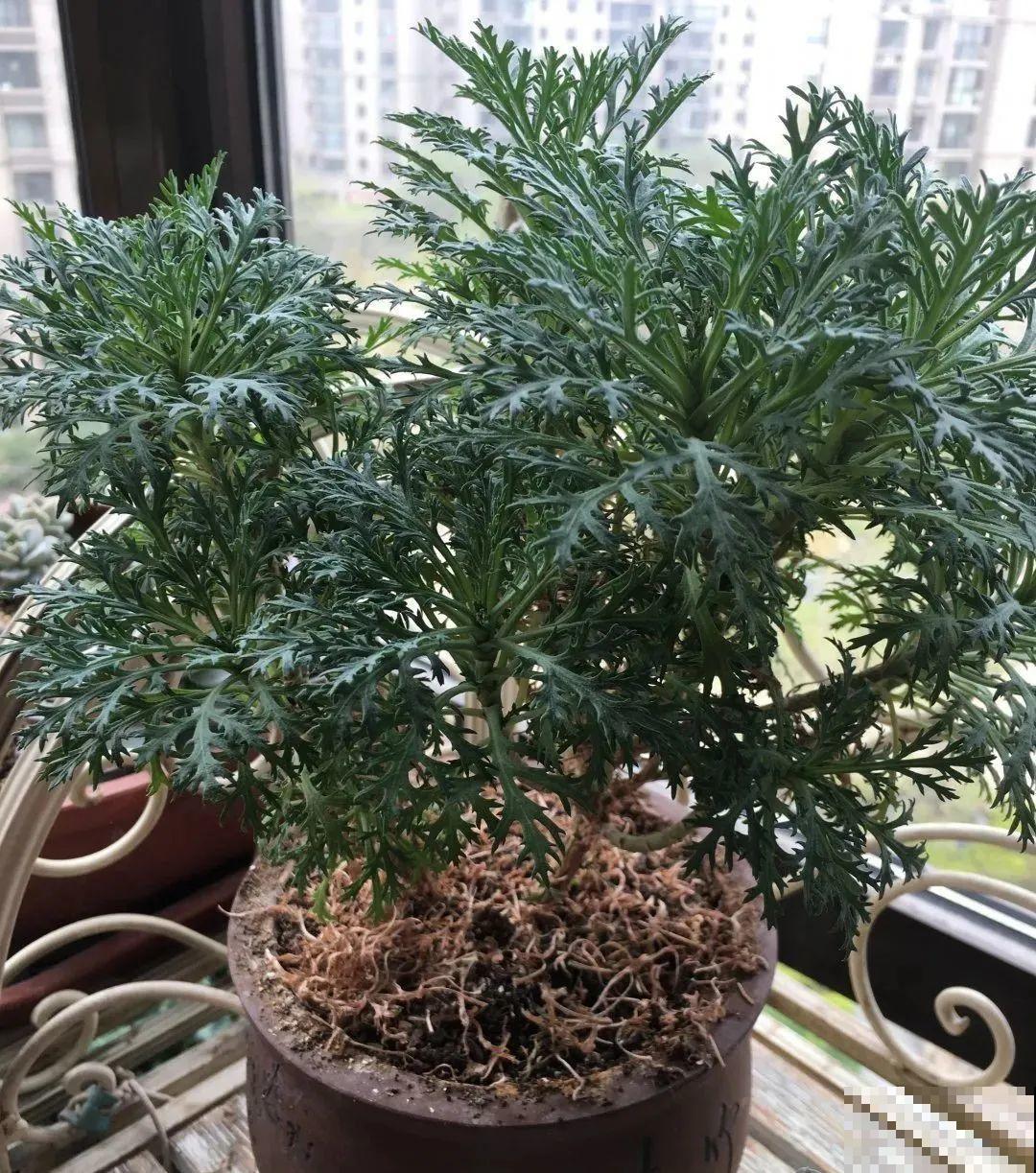 秋老虎来了，9种花进入“死期”，切莫大意！