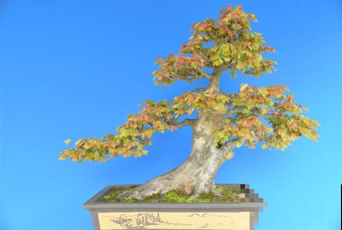 惊艳的6大盆景造型,中国植物艺术的巅峰,收藏起来! 惊艳的6大盆景造型,中国植物艺术的巅峰,收藏起来!