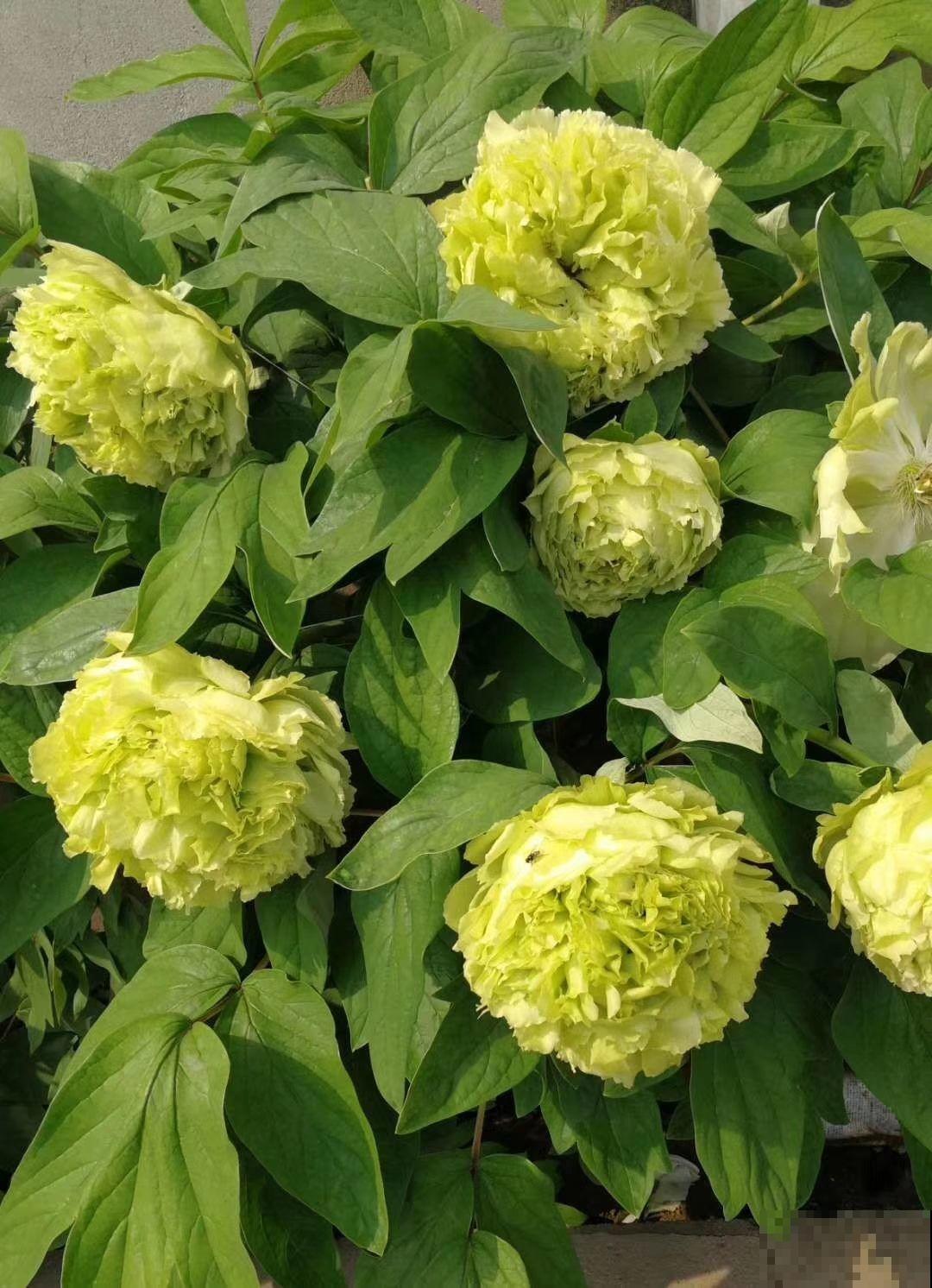 养花不走寻常路,这5种绿色花卉,养在家里特清新! 养花不走寻常路,这5种绿色花卉,养在家里特清新!