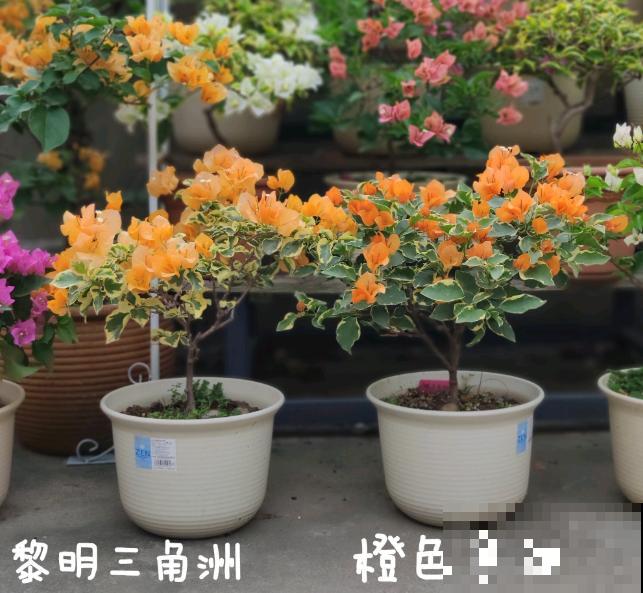 20平的小楼顶，养了100多盆三角梅，花团锦簇美不胜收！