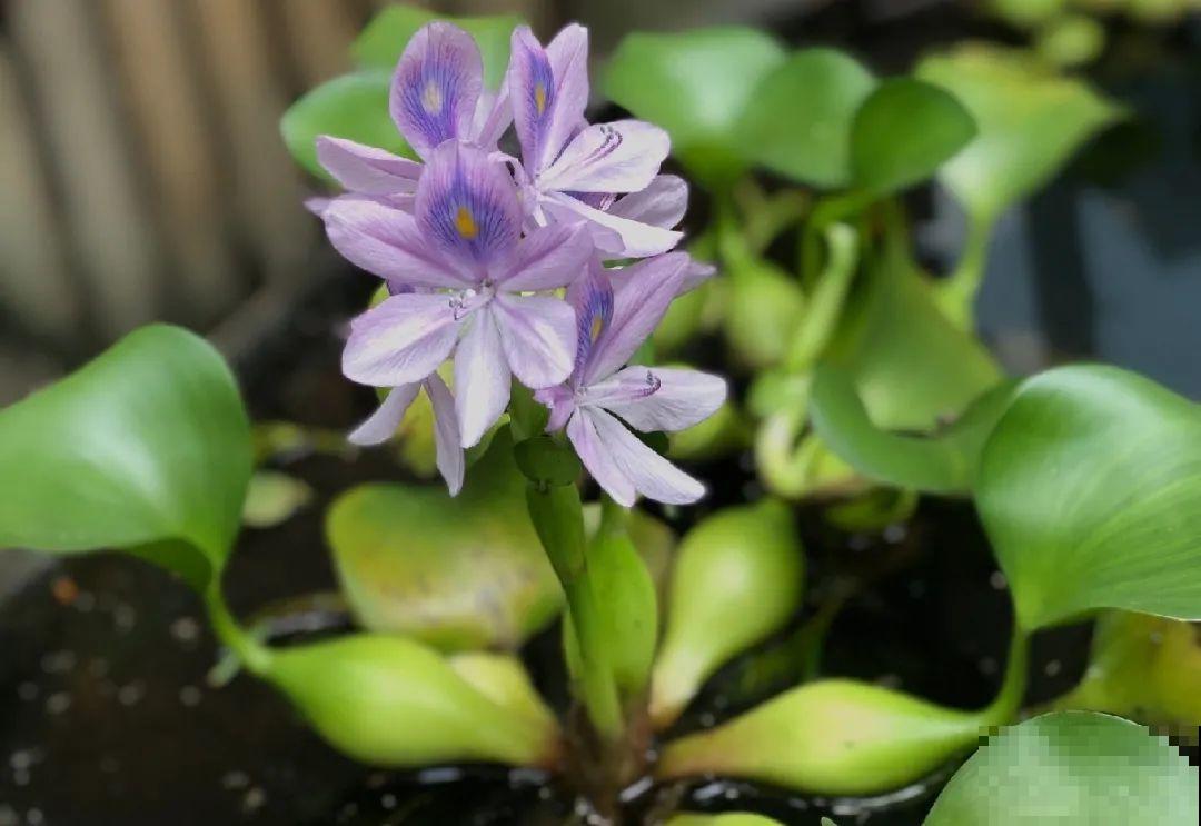 38种入侵植物,全村出来挖,挖完又长一大片 38种入侵植物,全村出来挖,挖完又长一大片