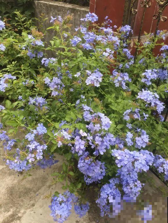 捡了3个大水缸，种上这几种花，放门口太霸气了！