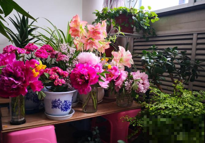 吐槽：那些不喜欢养花的人，总是这么说！