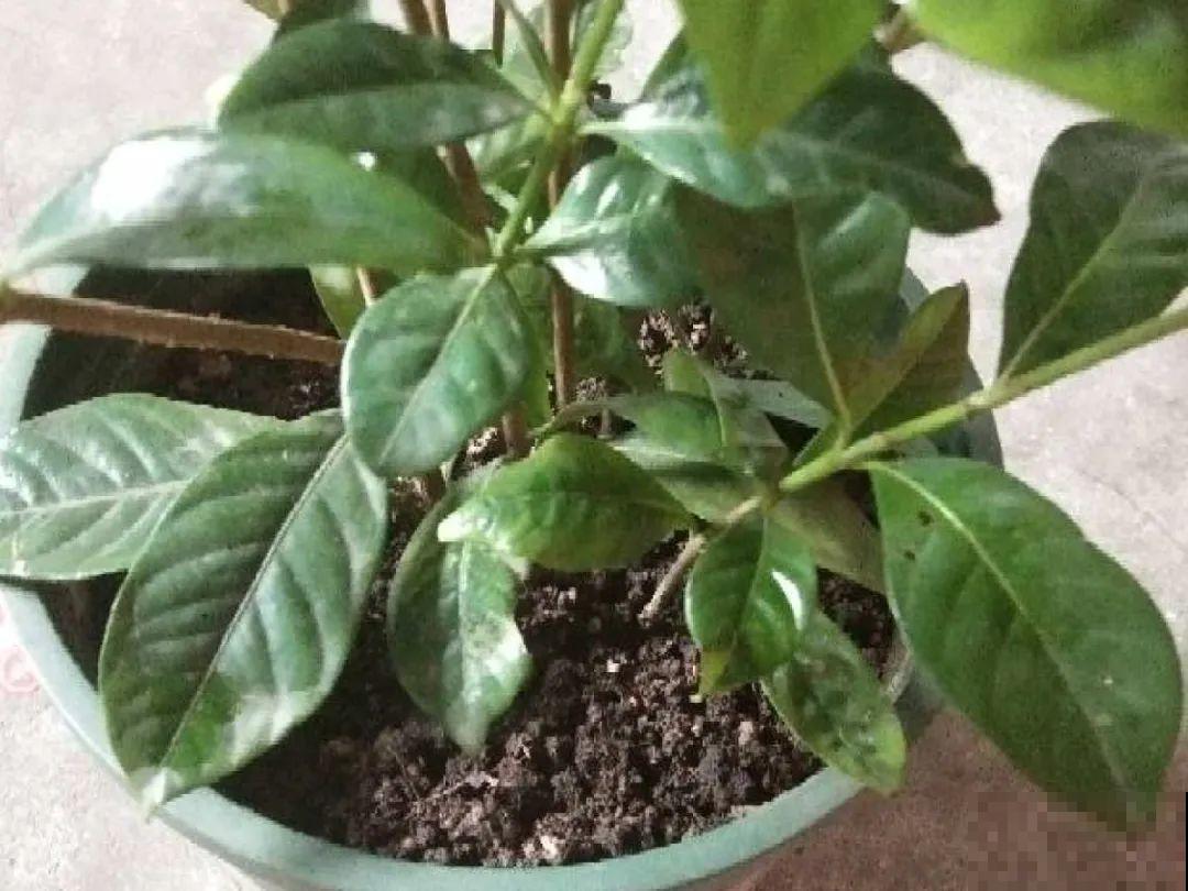 这花千万别换盆，小心一换就死！