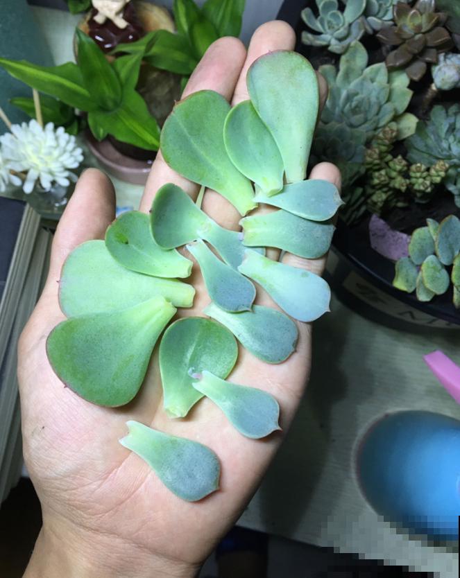 多肉叶插方法详解,一片叶子,就能让你变大户! 多肉叶插方法详解,一片叶子,就能让你变大户!