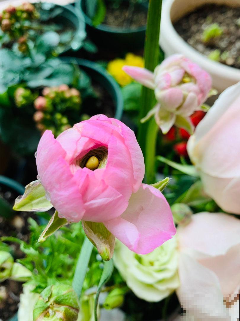 路边的小草花，挖回家种1盆，半年爆出10盆