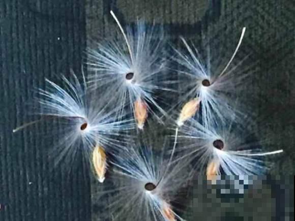 9月是最佳播种期,天竺葵从播种到开花,详细经验来啦! 9月是最佳播种期,天竺葵从播种到开花,详细经验来啦!