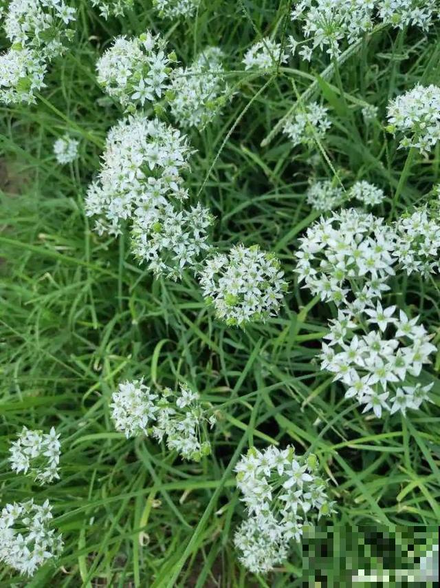 农村养出的“宝藏”花,精致可爱,一点也不土气! 农村养出的“宝藏”花,精致可爱,一点也不土气!