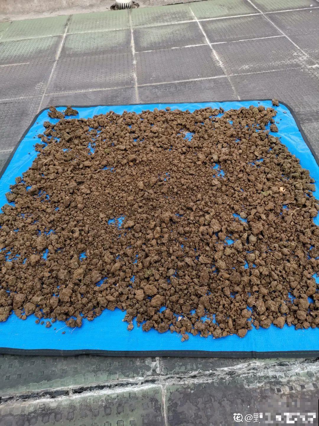 换盆的旧土别丢了,掺点料,肥得冒油! 换盆的旧土别丢了,掺点料,肥得冒油!