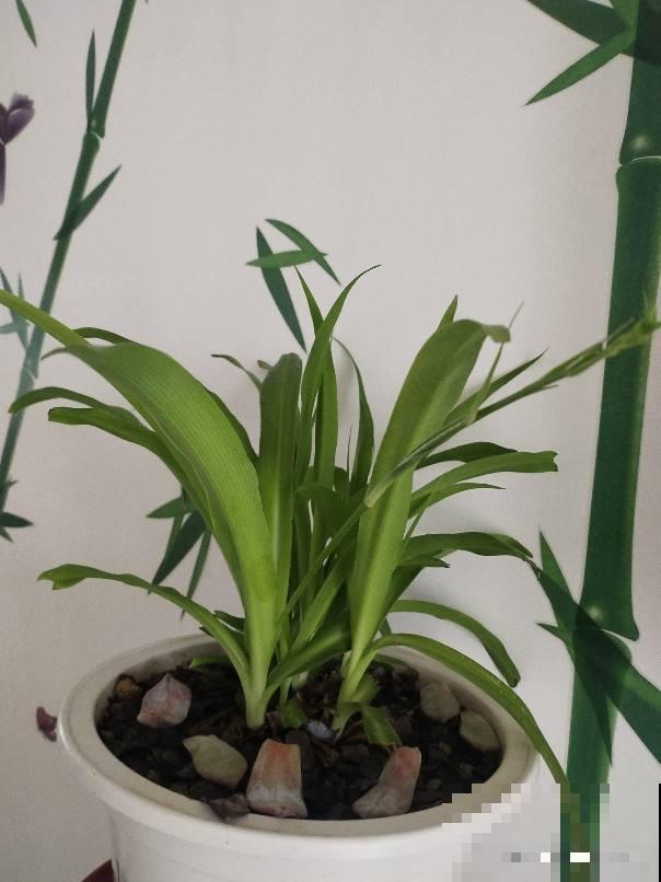 一个玉米头扔水里,三天长出小绿芽,一周变成小森林 一个玉米头扔水里,三天长出小绿芽,一周变成小森林