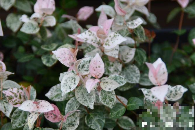 秋天就适合种草,叶子五彩斑斓,比月季三角梅都好看! 秋天就适合种草,叶子五彩斑斓,比月季三角梅都好看!