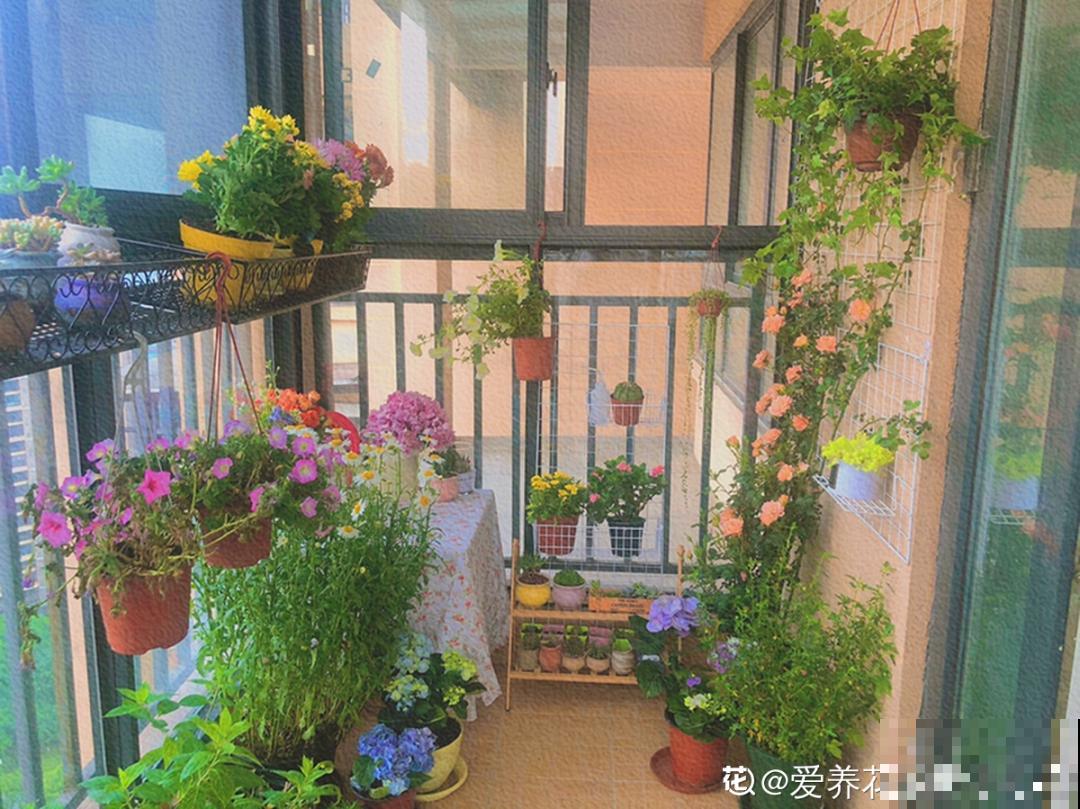 家里4个角落别浪费，分别养些好看的花，一年就能变花园！