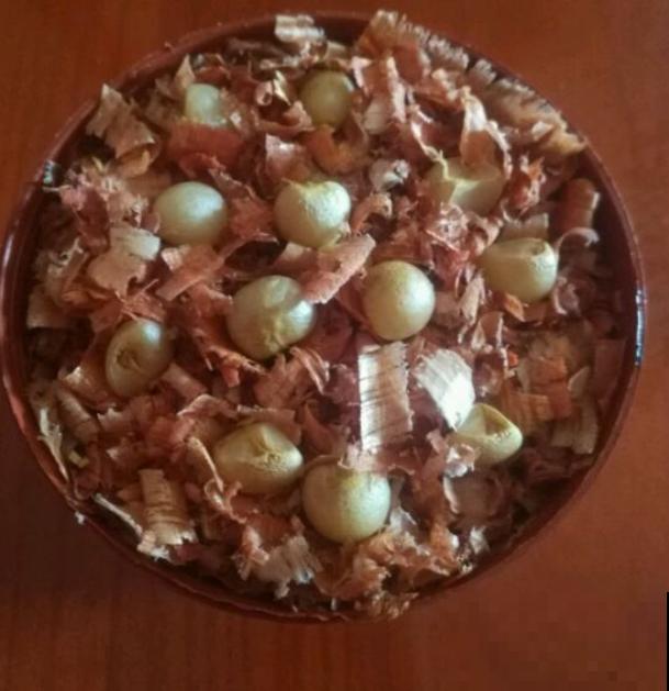 家里的花,用这东西裹住,捂一捂,可以快速生根! 家里的花,用这东西裹住,捂一捂,可以快速生根!