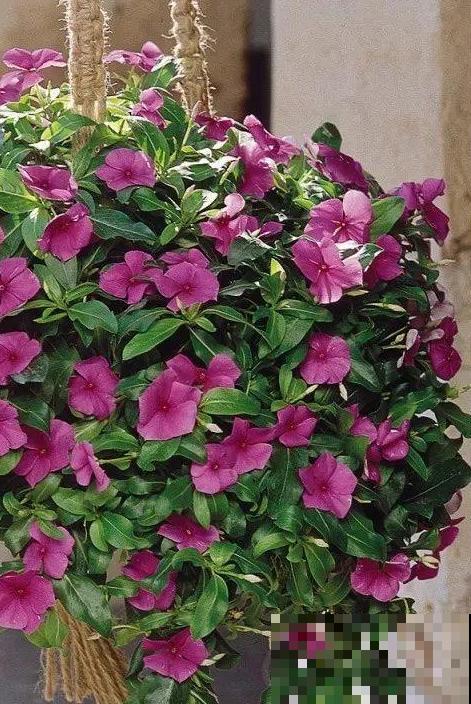 1种花是开花机器，只要温度合适，一年四季都能开花