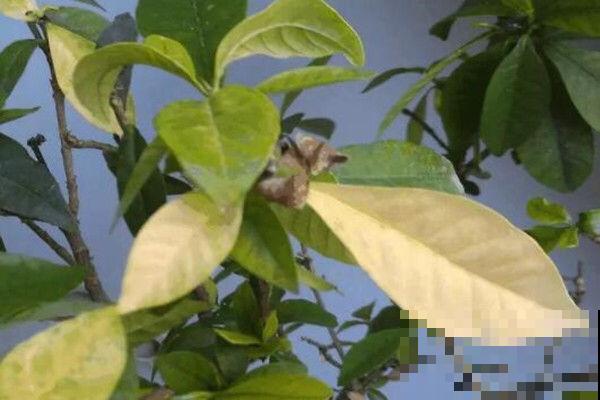 现在气温还不冷,有些情况不能施肥,你家花存在这些情况吗 现在气温还不冷,有些情况不能施肥,你家花存在这些情况吗