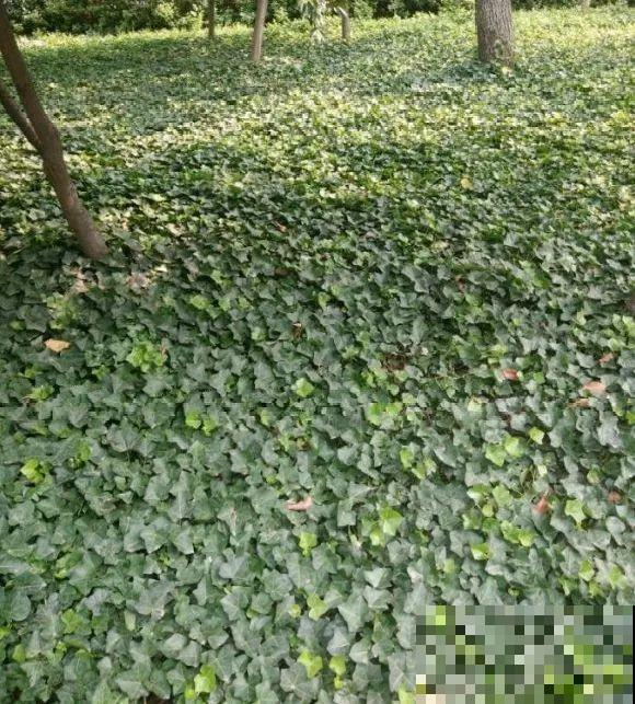 别花钱买了,这花野生一大堆,挖还是不挖? 别花钱买了,这花野生一大堆,挖还是不挖?