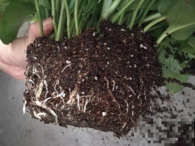 8种花换盆,换好了生一堆,换错立马死! 8种花换盆,换好了生一堆,换错立马死!