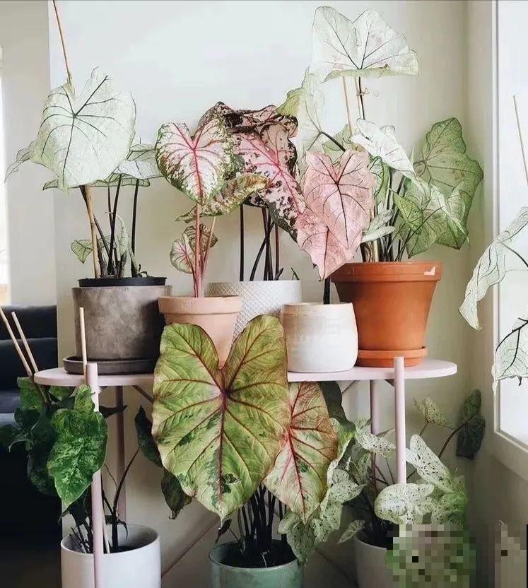 新买一盆花,叶子五颜六色,真怀疑它是不是喷药了? 新买一盆花,叶子五颜六色,真怀疑它是不是喷药了?